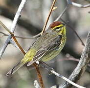 Palm Warbler