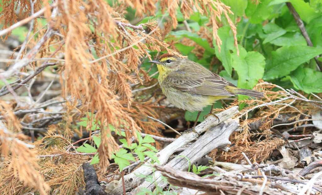 Palm Warbler