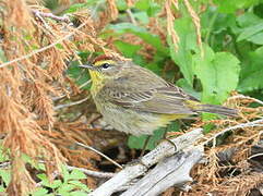 Palm Warbler