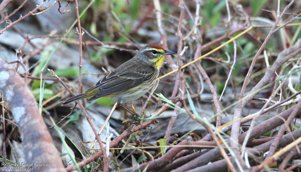 Paruline à couronne rousse mâle adulte nuptial, habitat