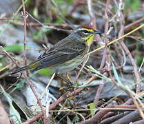 Palm Warbler