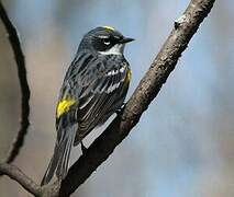 Myrtle Warbler