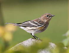 Myrtle Warbler