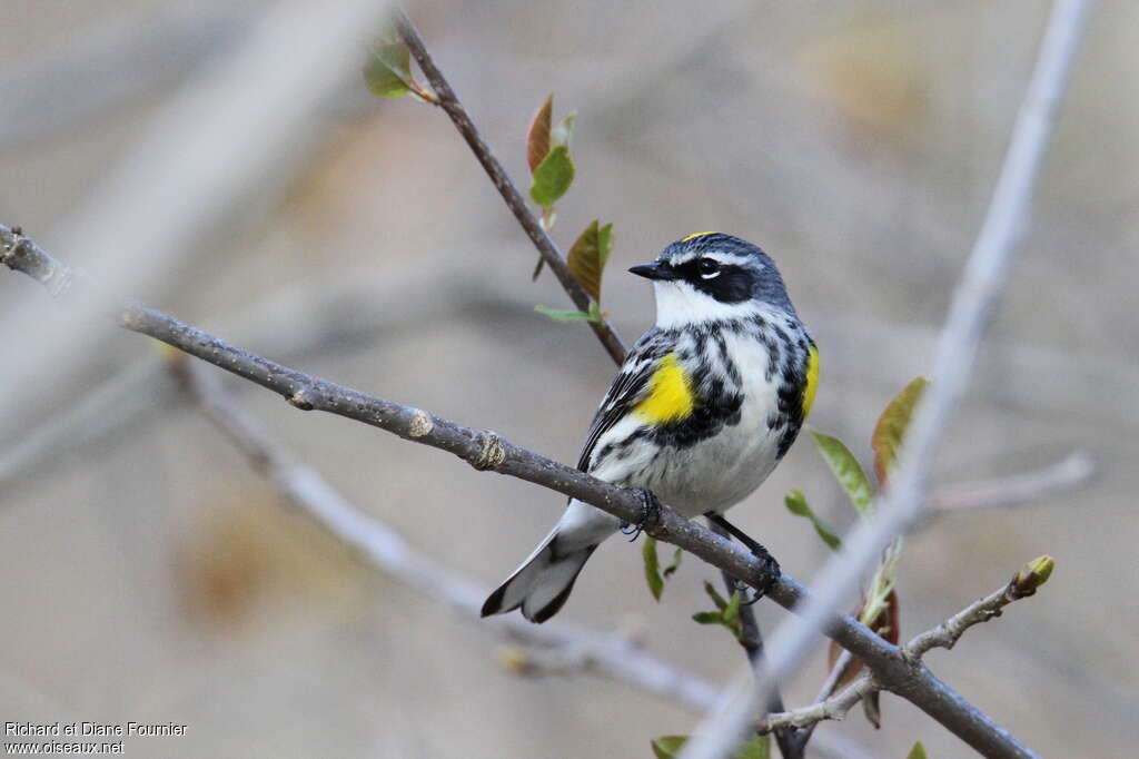 Myrtle Warbler male adult breeding, close-up portrait