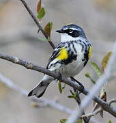 Myrtle Warbler