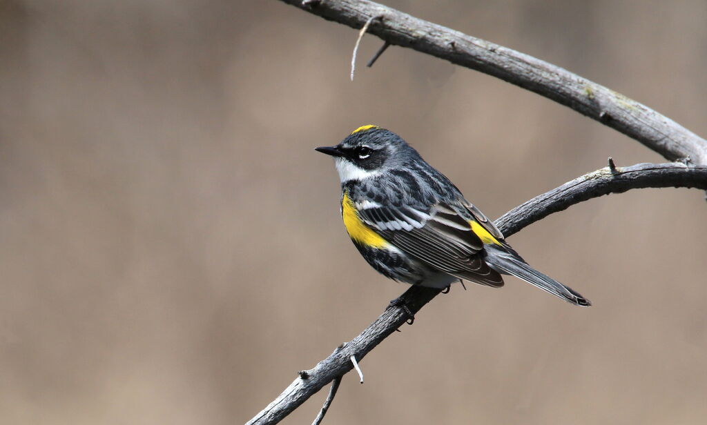 Myrtle Warbler male