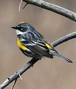 Myrtle Warbler