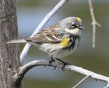 Myrtle Warbler