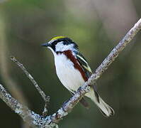 Chestnut-sided Warbler