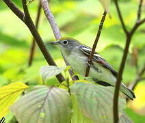 Chestnut-sided Warbler