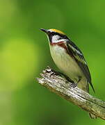 Chestnut-sided Warbler