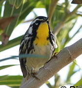 Yellow-throated Warbler