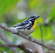 Yellow-throated Warbler