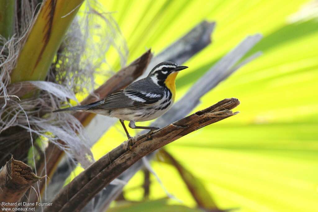 Yellow-throated Warbleradult, identification