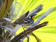 Yellow-throated Warbler