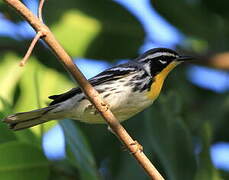 Yellow-throated Warbler