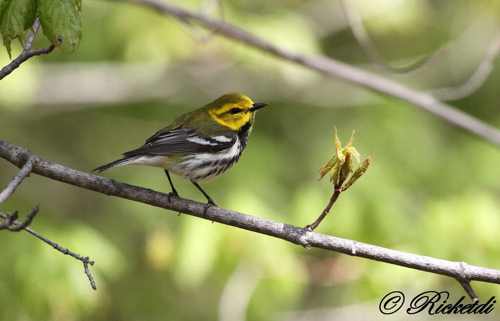 Black-throated Green Warbler