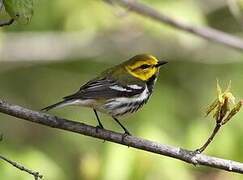 Black-throated Green Warbler