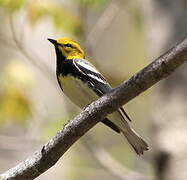 Black-throated Green Warbler