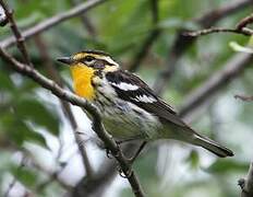 Blackburnian Warbler