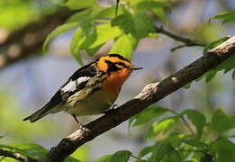 Blackburnian Warbler