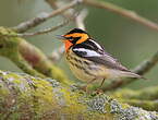 Paruline à gorge orangée