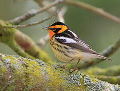 Blackburnian Warbler