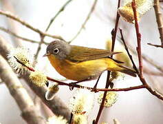 Nashville Warbler