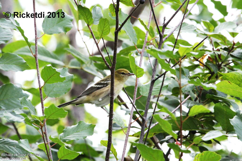 Bay-breasted Warblerjuvenile, identification