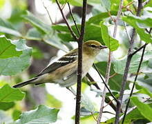 Bay-breasted Warbler