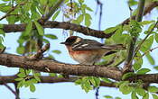 Paruline à poitrine baie