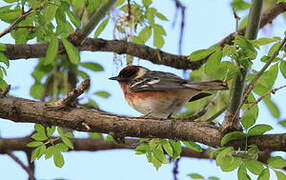 Bay-breasted Warbler