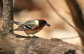 Bay-breasted Warbler