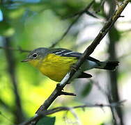 Magnolia Warbler