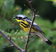 Magnolia Warbler