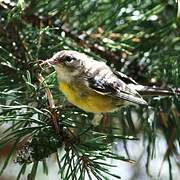 Magnolia Warbler