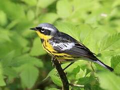 Magnolia Warbler