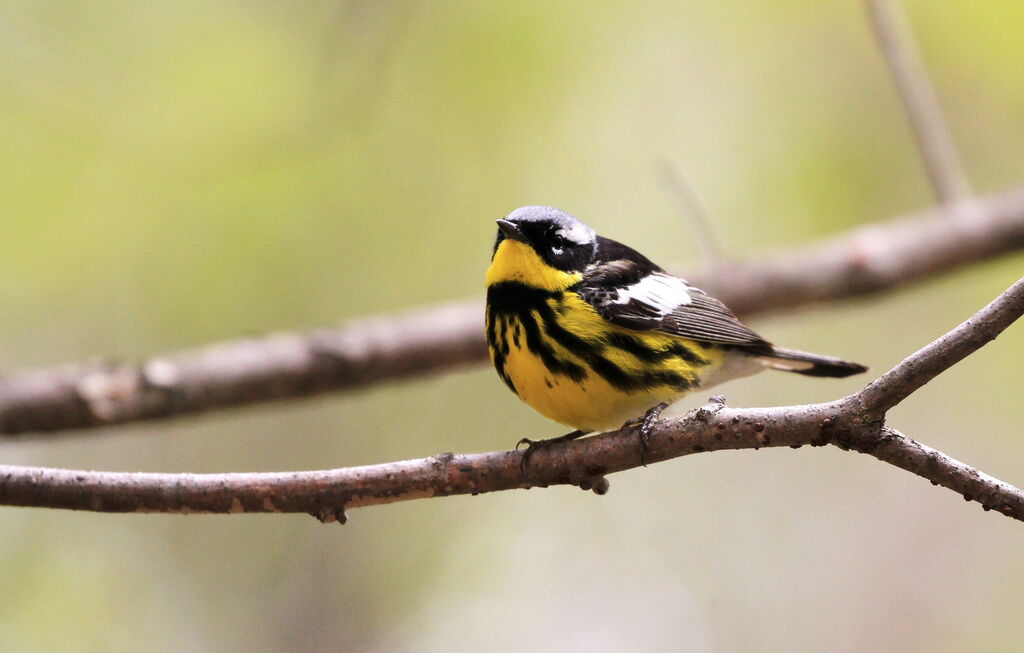 Magnolia Warbler