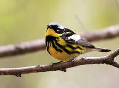 Magnolia Warbler