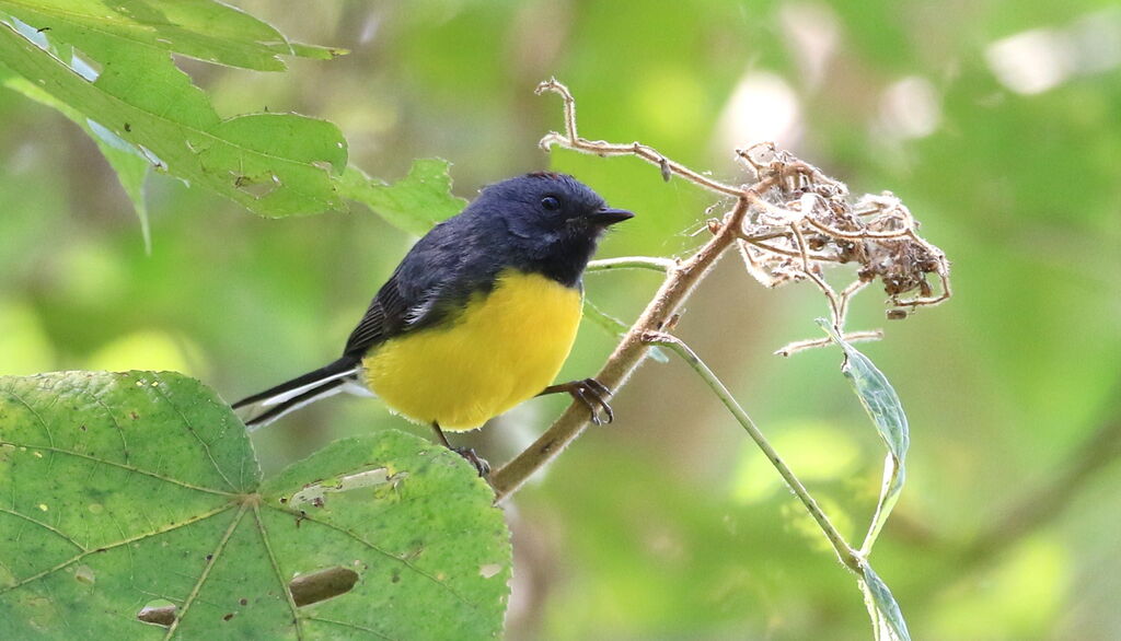 Slate-throated Whitestart