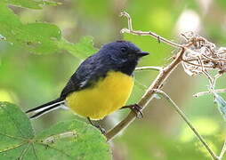 Slate-throated Whitestart