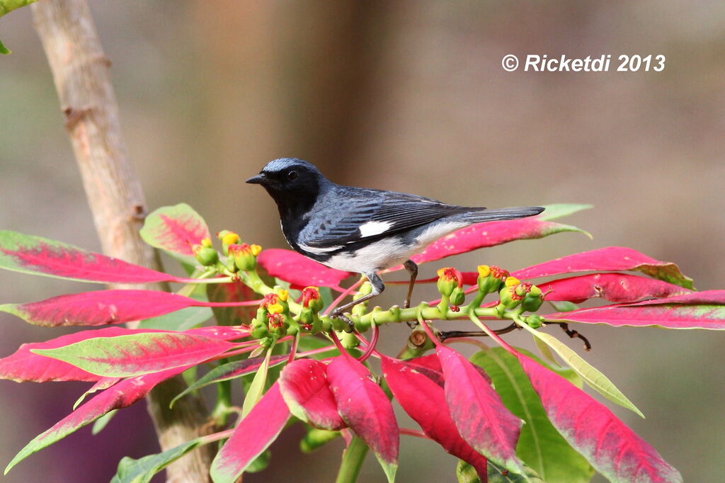 Black-throated Blue Warbler male