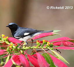 Paruline bleue