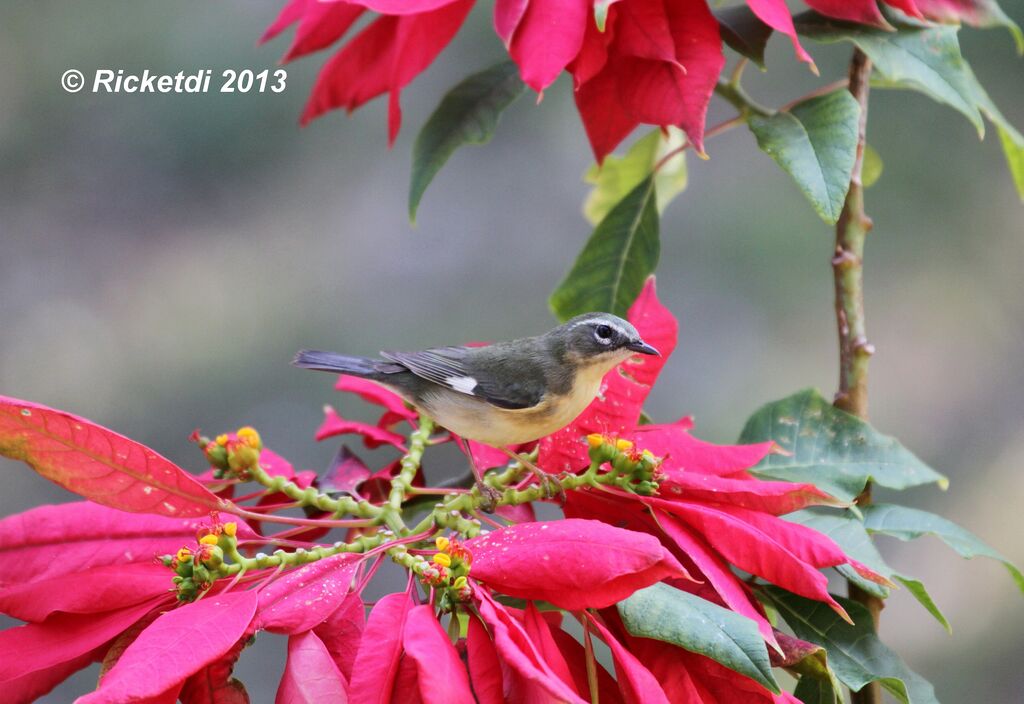 Black-throated Blue Warbler female