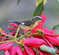 Paruline bleue