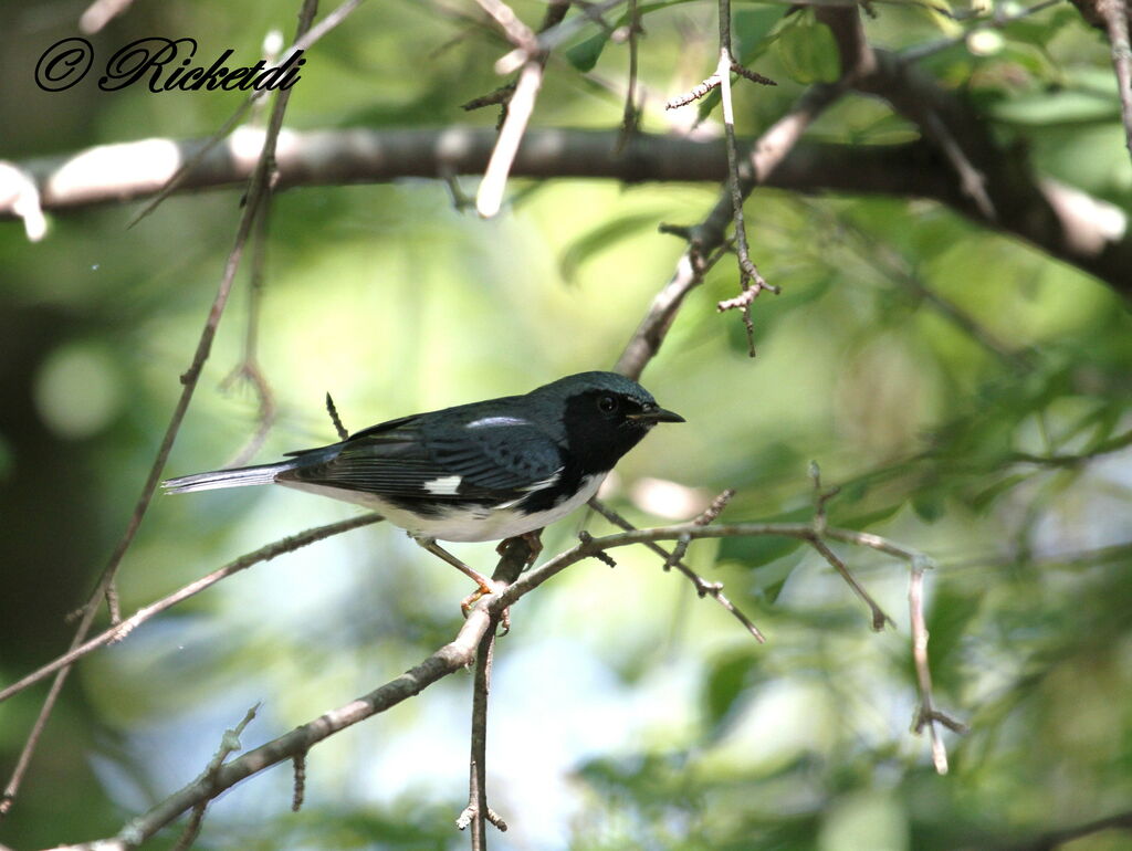 Black-throated Blue Warbler male