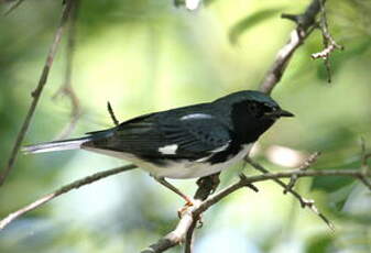 Paruline bleue