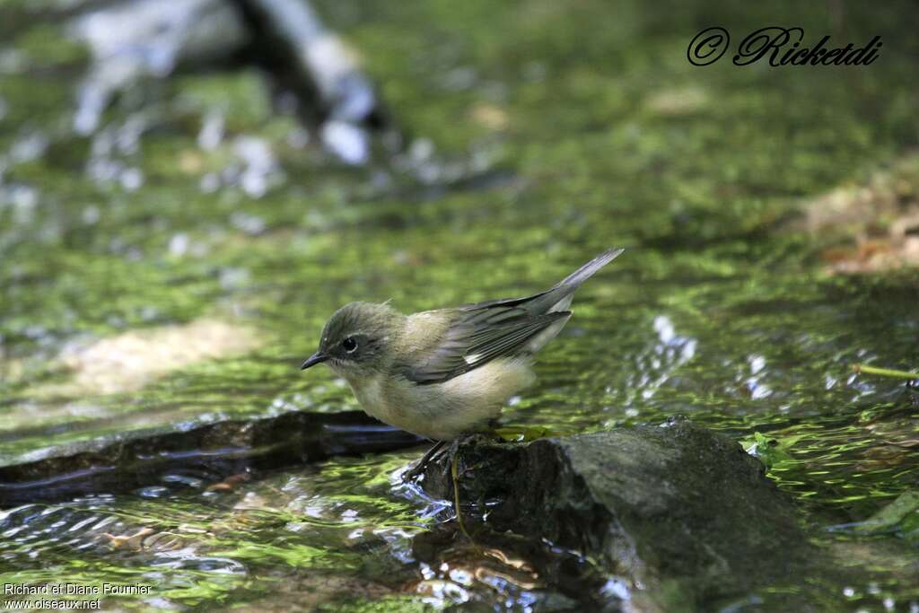 Black-throated Blue Warbler female adult, identification