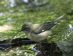 Black-throated Blue Warbler