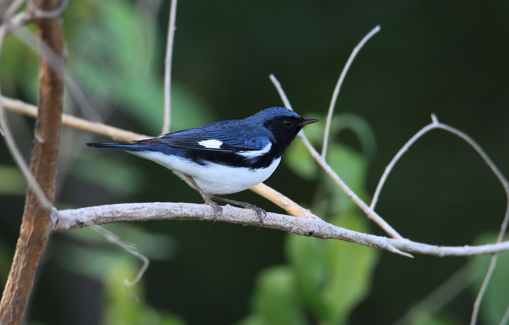 Black-throated Blue Warbler